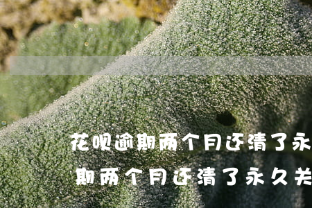 花呗逾期两个月还清了永久关了吗-花呗逾期两个月还清了永久关了吗会怎么样