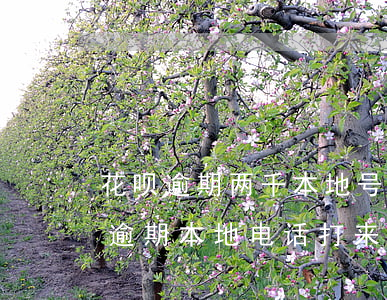 花呗逾期两千本地号码打电话说上门-花呗逾期本地电话打来说要上门