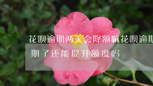 花呗逾期两天会降额嘛(花呗逾期了怎么办逾期了还能提升额度吗)