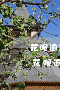花呗逾期两天后还了最低然后就不能用了-花呗逾期了两天,还了最低还款,还能用吗