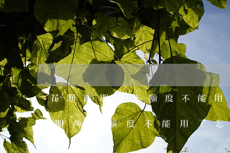 花呗逾期两天额度不能用了怎么办-花呗逾期两天额度不能用了怎么办呢