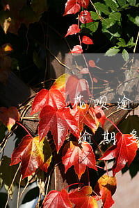 花呗逾期两百多天会不会被起诉(花呗几百块逾期多少天会起诉,我已经还了2000多)