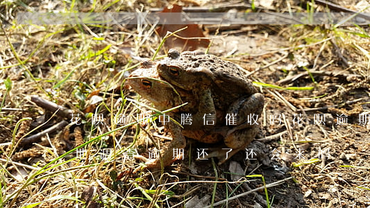 花呗逾期中腾信催收吗(花呗逾期催款说来当地调查逾期还了还会来吗)