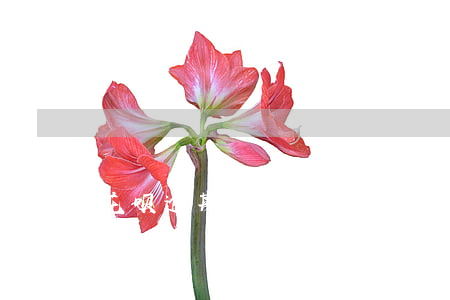 花呗逾期久了什么时候才能开通-