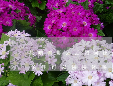 花呗逾期之后如何还款(花呗逾期后还了后面的还可以慢慢还吗)