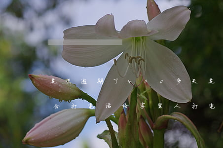 花呗逾期了400多天(花呗逾期400多天会打电话给家里人打电话吗)
