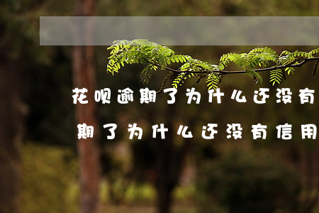 花呗逾期了为什么还没有信用额度-花呗逾期了为什么还没有信用额度呢