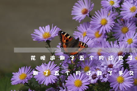 花呗逾期了五个月还款了多久能用-花呗逾期了五个月还款了多久能用啊