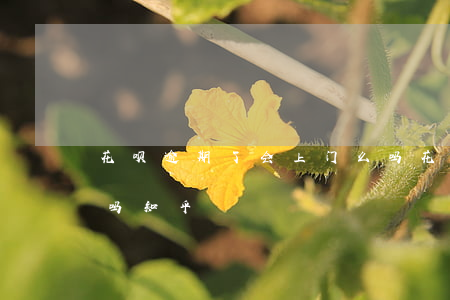 花呗逾期了会上门么吗(花呗逾期了会上门么吗知乎)