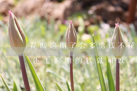 花呗逾期了会多给钱不(花呗逾期的话是不是还上逾期的钱就可以了)