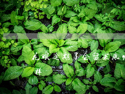 花呗逾期了会留案底嘛(欠了花呗逾期会怎么样)