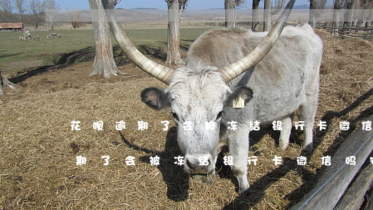 花呗逾期了会被冻结银行卡微信吗-花呗逾期了会被冻结银行卡微信吗安全吗