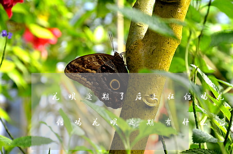 花呗逾期了后上征信吗(花呗逾期几个月上征信吗?花呗逾期有什么后果)
