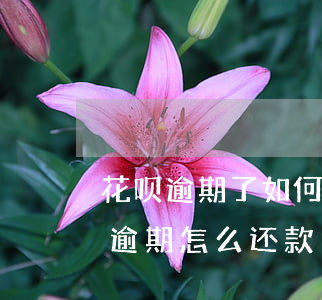 花呗逾期了如何还借呗的钱(支付宝花呗借呗逾期怎么还款)