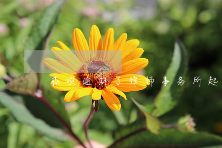 花呗逾期了律师事务所起诉律师-