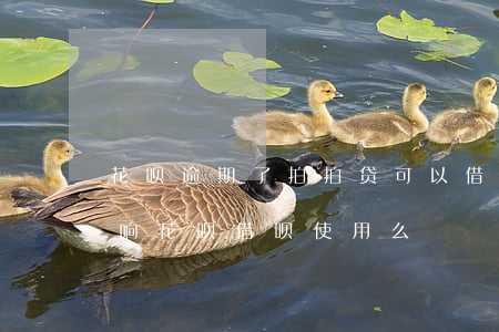 花呗逾期了拍拍贷可以借嘛(拍拍贷没还会影响花呗借呗使用么)
