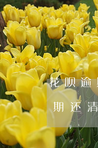花呗逾期了现在还了芝麻分恢复吗-花呗逾期还清了多久能恢复之前的芝麻信用