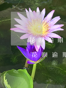 花呗逾期了美团能借钱吗(美团逾期上征信吗?花呗逾期有什么后果)
