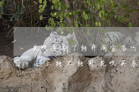 花呗逾期了能开淘宝店吗(花呗逾期时间长了还上能不能用花呗买东西)