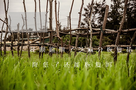 花呗逾期了芝麻分恢复(花呗逾期了芝麻信用降低了还能恢复吗)