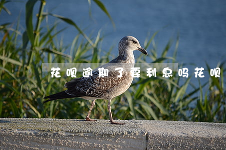 花呗逾期了要利息吗（花呗逾期了要利息吗）