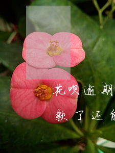 花呗逾期了还了还能用嘛(花呗逾期很久后还款了还能使用花呗吗?)