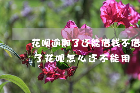 花呗逾期了还能借钱不(借呗不小心逾期了,还了,花呗怎么还不能用)