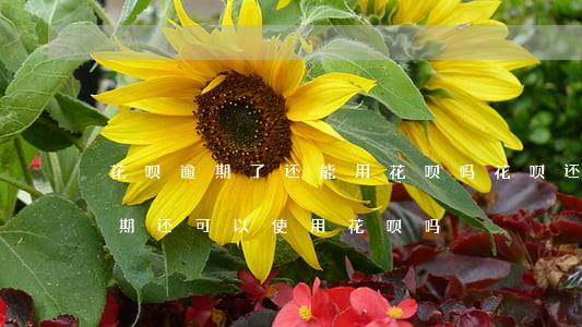 花呗逾期了还能用花呗吗(花呗还款后不算逾期还可以使用花呗吗)