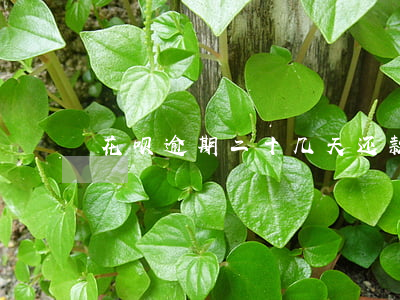 花呗逾期二十几天还款了，会如何影响征信？