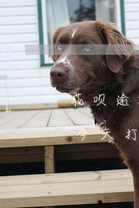 花呗逾期五百发短信起诉(花呗逾期1500今天打电话告诉我起诉我)