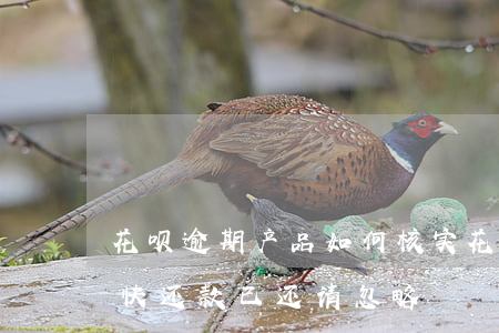 花呗逾期产品如何核实(花呗有产品逾期请尽快还款已还请忽略)
