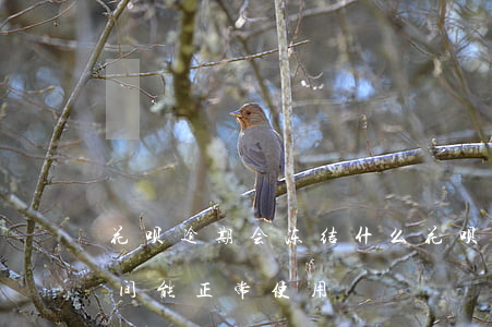 花呗逾期会冻结什么(花呗逾期冻结了,多长时间能正常使用)