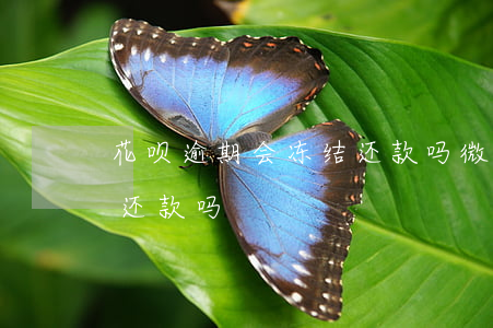 花呗逾期会冻结还款吗微信（花呗逾期会冻结还款吗）