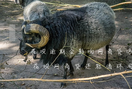 花呗逾期会影响网商贷吗(其它网贷逾期借呗花呗网商贷还能循环用吗)