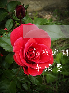 花呗逾期会收多少利息(支付宝花呗逾期利息手续费)