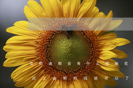 花呗逾期会有什么措施(花呗逾期的话是不是还上逾期的钱就可以了)