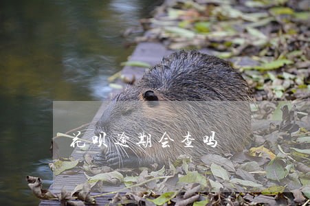 花呗逾期会查吗