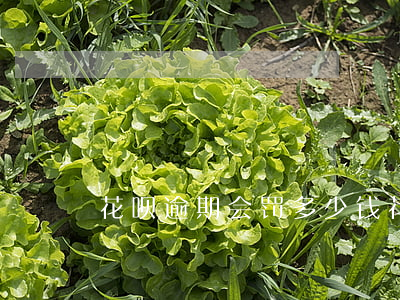 花呗逾期会罚多少钱(花呗逾期会罚多少钱)