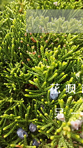 花呗逾期会自动扣除支付宝的钱吗（花呗逾期另一个支付宝会扣钱吗）