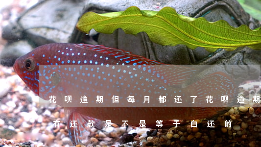 花呗逾期但每月都还了(花呗逾期了每个月都有还款,是不是等于白还的)