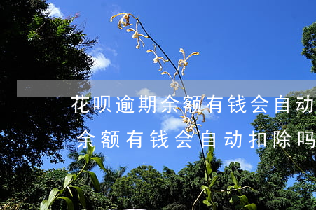 花呗逾期余额有钱会自动扣除吗-花呗逾期余额有钱会自动扣除吗怎么办