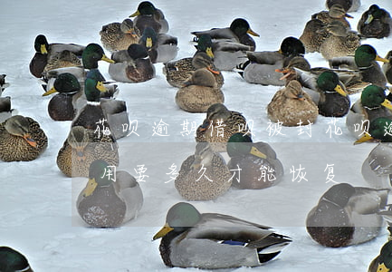 花呗逾期 借呗被封(花呗逾期了借呗被暂停使用要多久才能恢复)