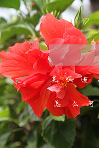 花呗逾期停了怎么恢复(花呗逾期了,现在还了,怎么可以恢复使用)