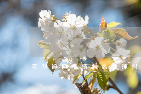 花呗逾期催债怎么处理(蚂蚁花呗催账)