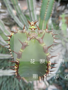 花呗逾期全部还清后多久可以恢复-花呗逾期全部还清后多久可以恢复使用