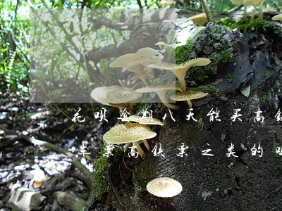 花呗逾期八天能买高铁吗(花呗逾期会影响买车票,高铁票之类的吗)