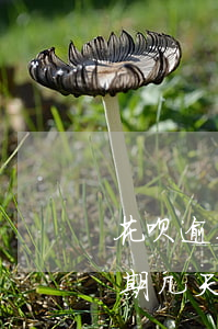 花呗逾期几天之内还能还最低还款-花呗逾期几天之内还能还最低还款额吗