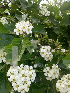 花呗逾期几年没还会被冻结资金吗-花呗逾期几年没还会被冻结资金吗怎么办