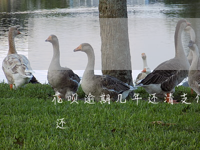 花呗逾期几年还清(支付宝花呗逾期几年怎么还)