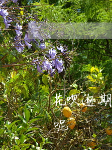 花呗逾期利息是多少呢(花呗逾期利息是多少呢)